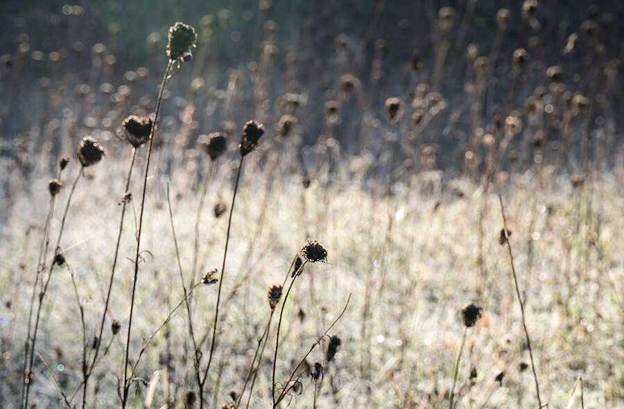 Weeds in the wind