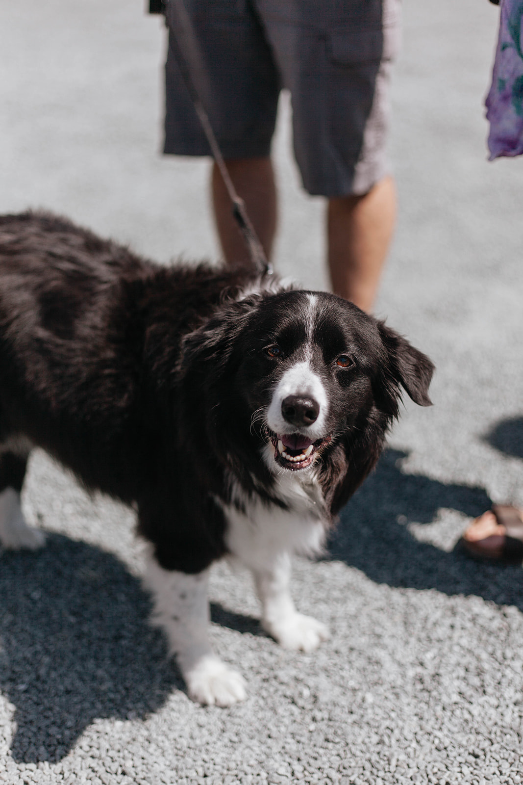 Dog shop farmers market