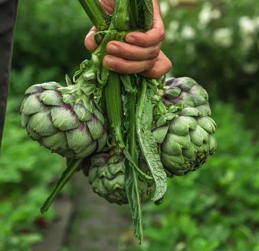 Perennial Veg