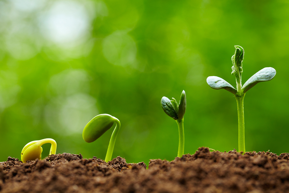 Preparing Seedlings