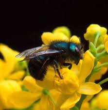 Mason Bees Mason Bees