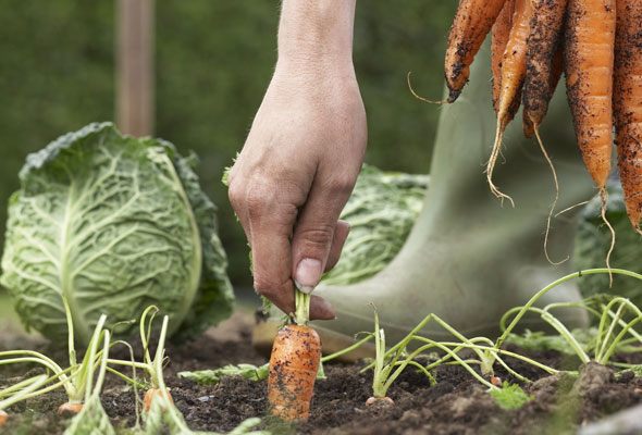 Organic Food Garden