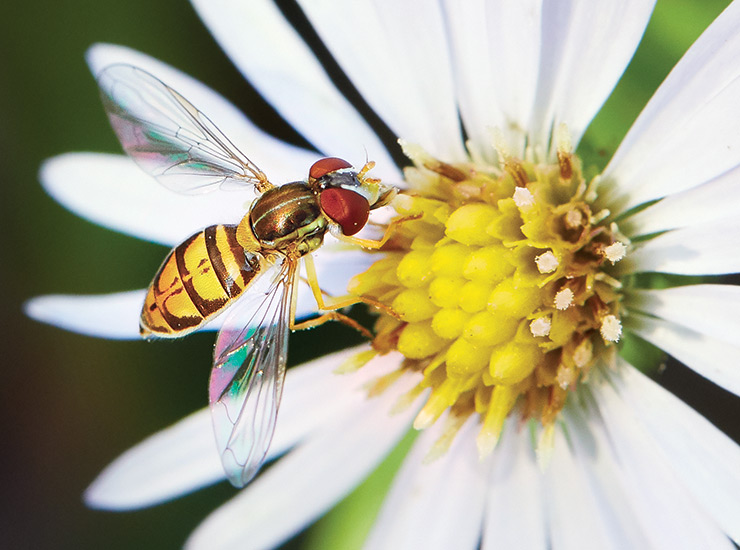 Pollinators Pollinators
