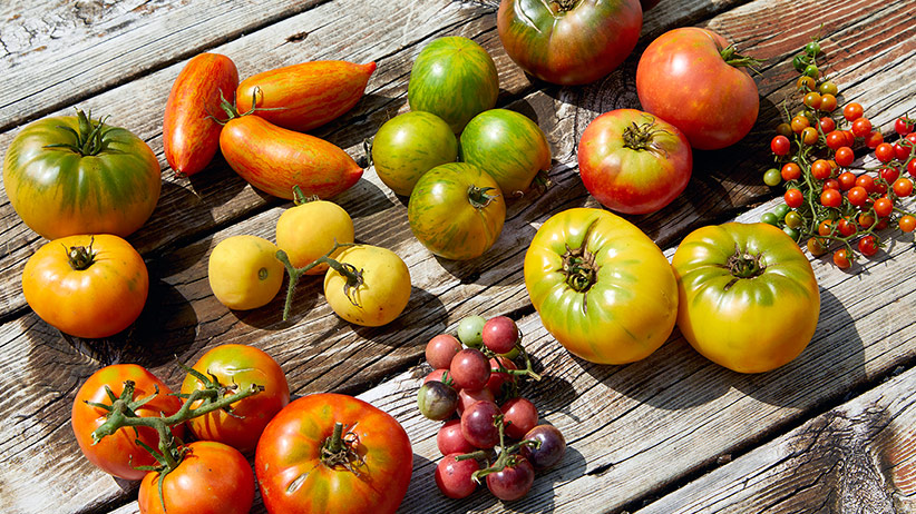 Favorite Heirloom Tomatoes For Your Garden Pv Favorite Heirloom Tomatoes For Your Garden Pv