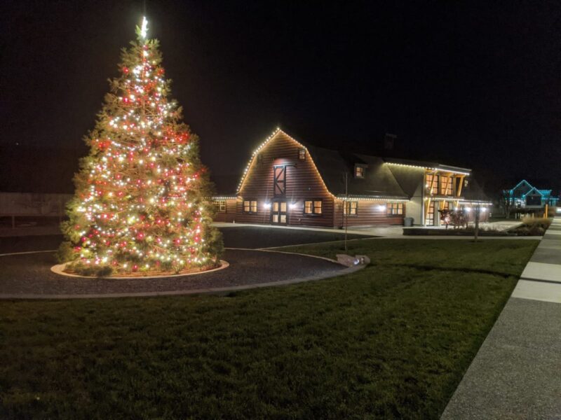 Tree In Market Square