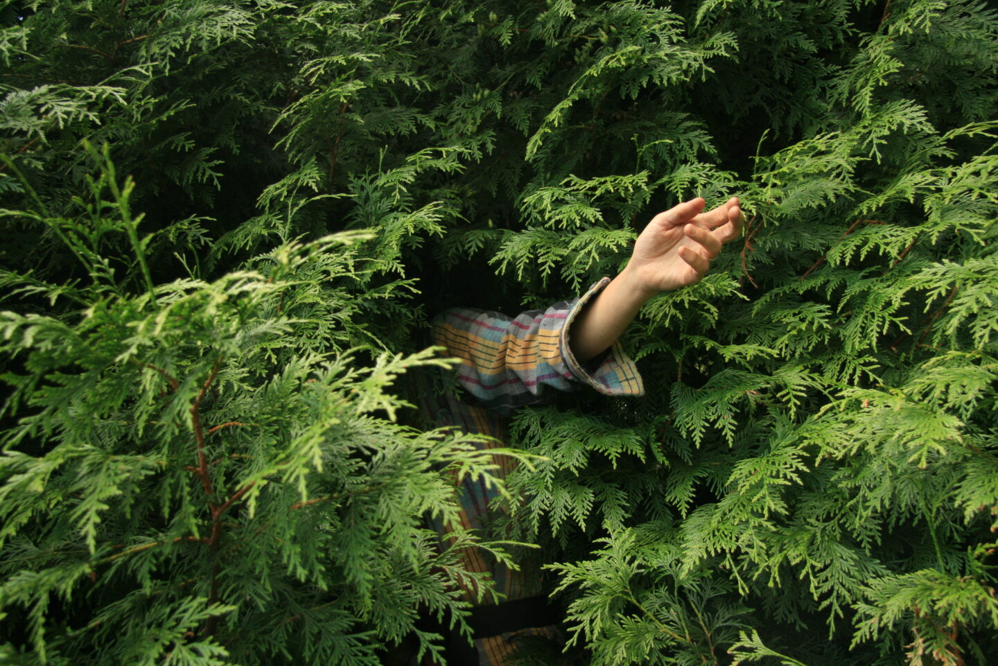 Forest Movement Practice